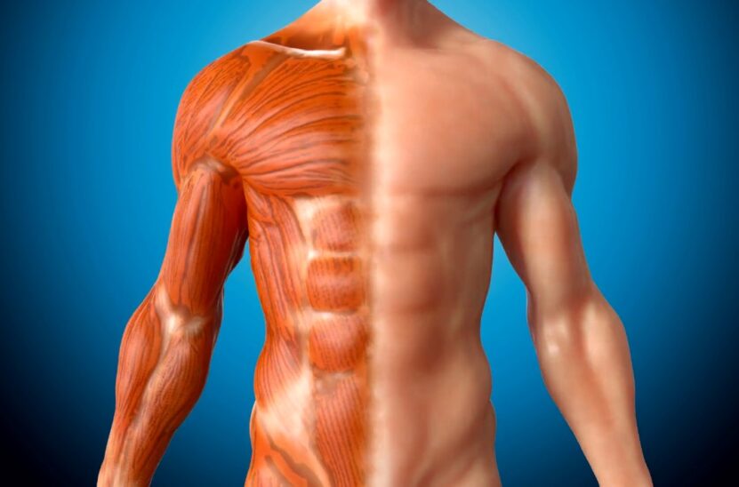Abdominal Muscles Anatomy